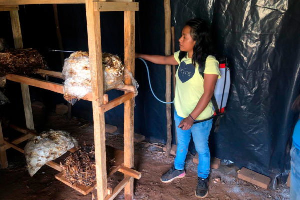 Irma de Dos Ríos, es una joven entusiasta, ejemplo de su comunidad y pilar de su familia, que decidió emprender con el proyecto de producción de hongos setas.