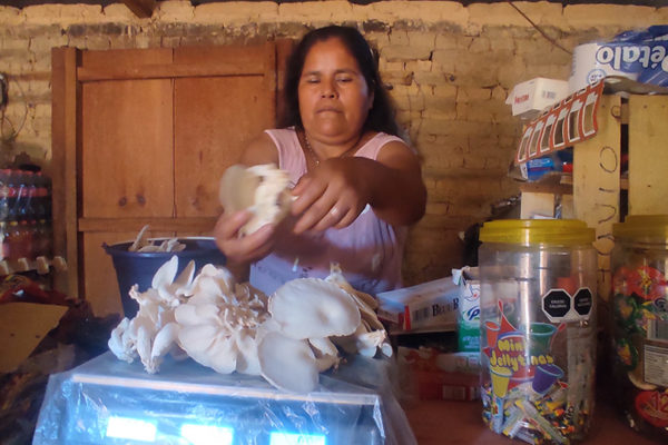 Doña Francisca de Itia Tío, junto con su esposo lleva a cabo el cultivo de hongo seta, donde lo dan a conocer y vender de manera local.