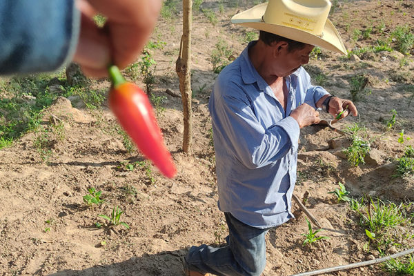 Albino de El Naranjo, es padre de familia, dos de sus hijos, Ricardo y Alfredo, siguieron sus pasos al ser emprendedores. El se dedica al cultivo del chile y papaya.