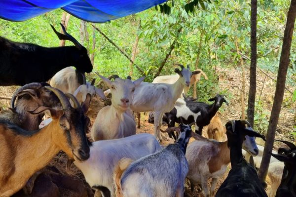 Albino de Itia Tío, padre de familia, tiene su emprendimiento de Chivos, los vende dentro y fuera de su comunidad para la alimentación de las familias de Cochoapa.