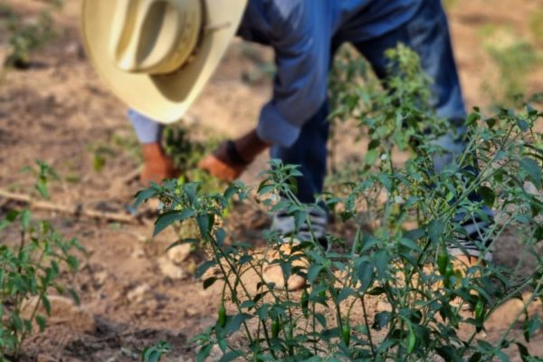 Ricardo de El Naranjo empezó con su emprendimiento de zarzamoras, uno de sus sueños es comercializar sus productos dentro y fuera de Cochoapa.